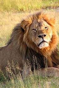 Watch Free Cecil (2025)