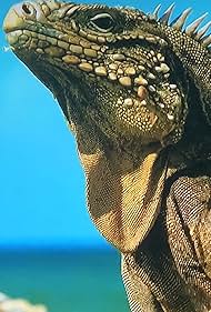 Watch Free Cubas Wild Revolution (2020)