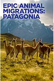 Watch Free Epic Animal Migrations Patagonia (2023)