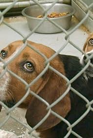 Watch Free One Nation Under Dog (2012)